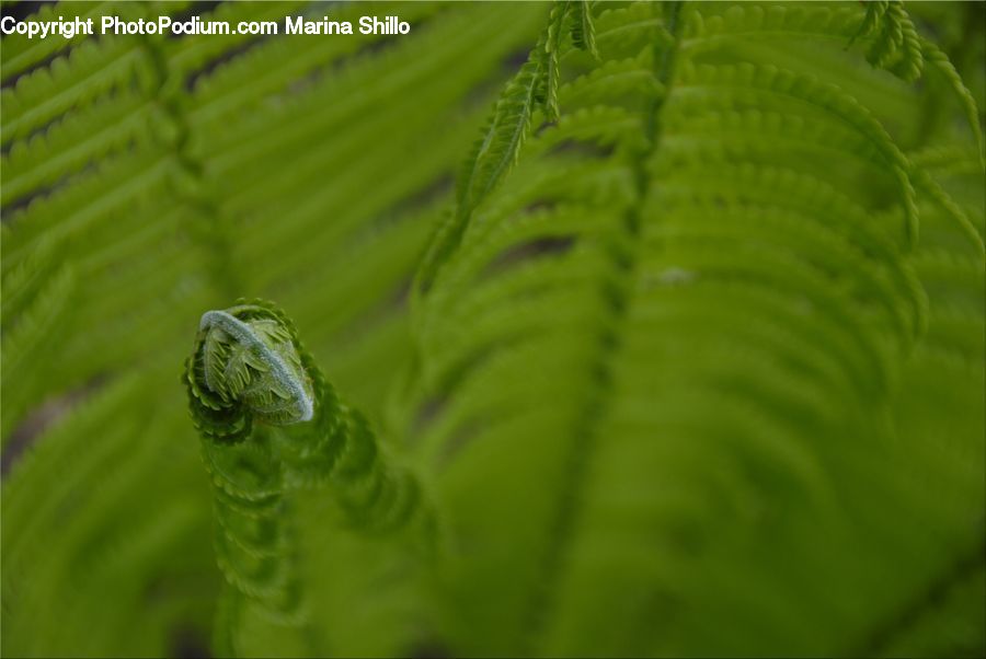Fern, Plant, Moss, Blossom, Flora, Flower