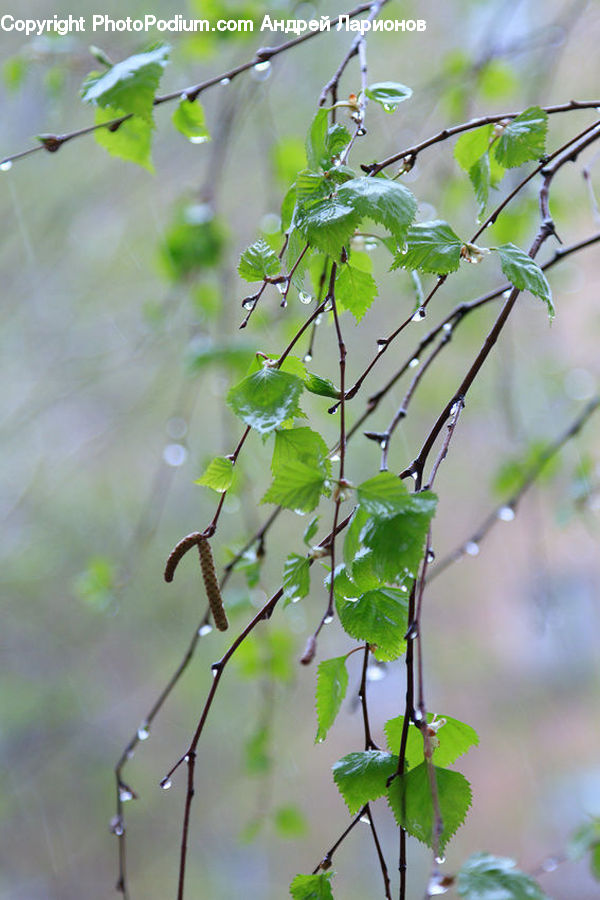 Plant, Vine, Bee Eater, Bird, Oak, Sycamore, Tree