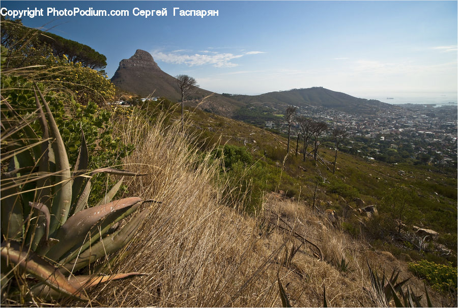 Field, Grass, Grassland, Plant, Aloe, Crest, Mountain