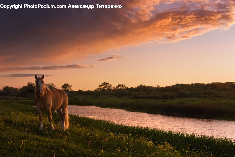 Animal, Horse, Mammal, Field, Grass, Grassland, Land