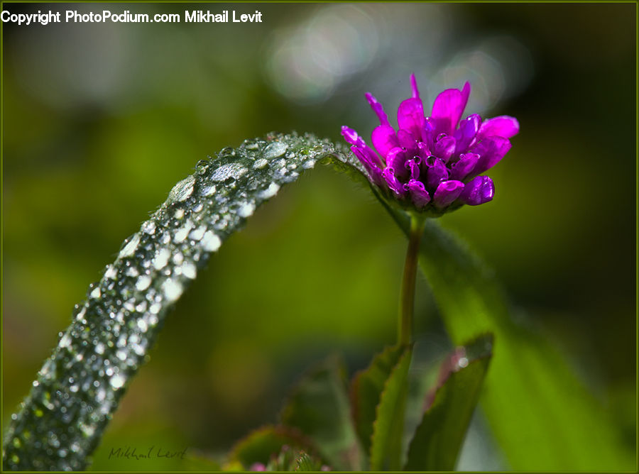 Plant, Blossom, Flora, Flower, Geranium, Lilac, Weed