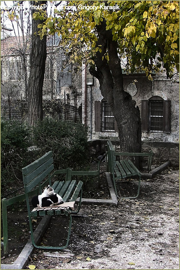 Bench, Chair, Furniture, Oak, Tree, Wood, Tomb
