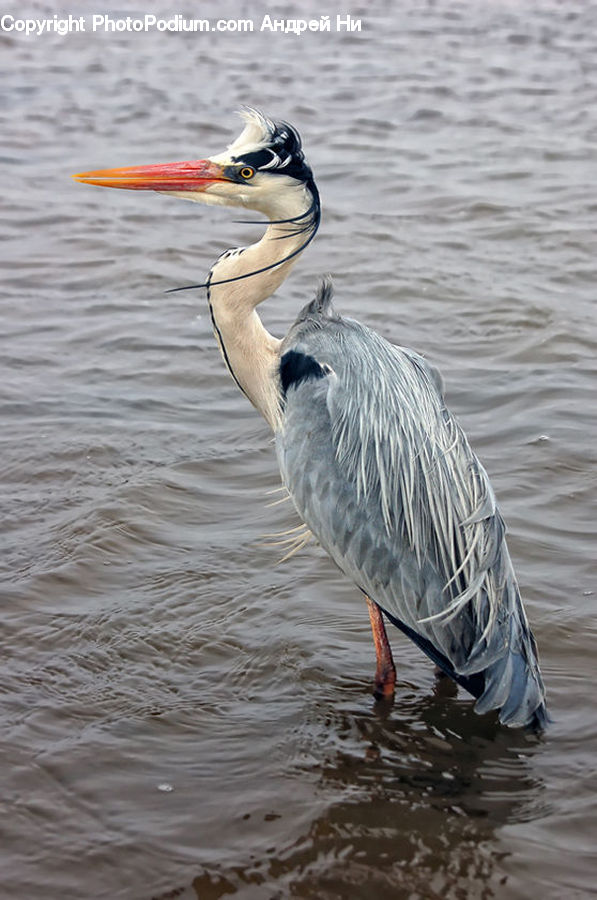 Ardeidae, Bird, Crane Bird, Heron, Stork, Waterfowl, Beak