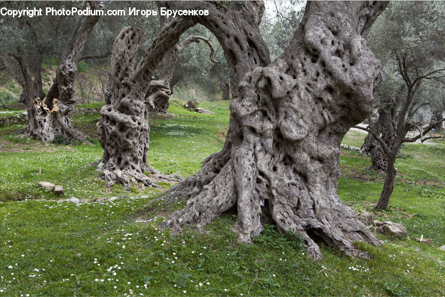 Oak, Tree, Wood, Tree Trunk, Plant, Blossom, Flora