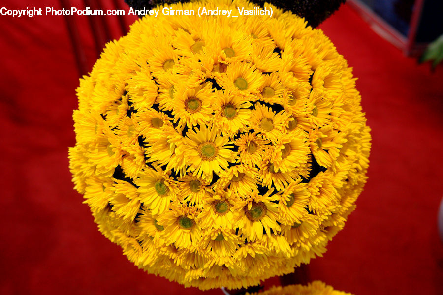 Blossom, Flora, Flower, Plant, Petal, Flower Arrangement, Flower Bouquet