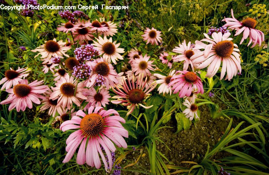 Daisies, Daisy, Flower, Plant, Flora, Lily, Asteraceae