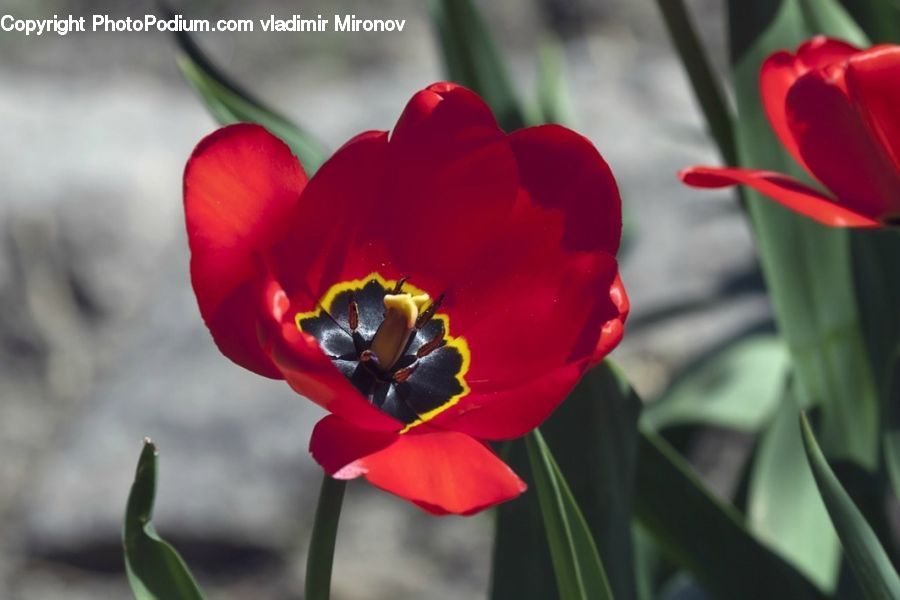 Blossom, Flora, Flower, Plant, Tulip, Gladiolus, Bee