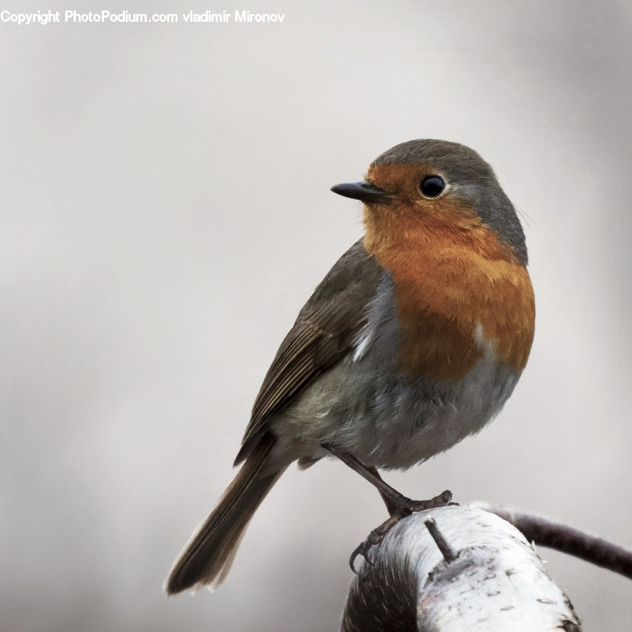 Bird, Robin, Blue Jay, Bluebird, Jay