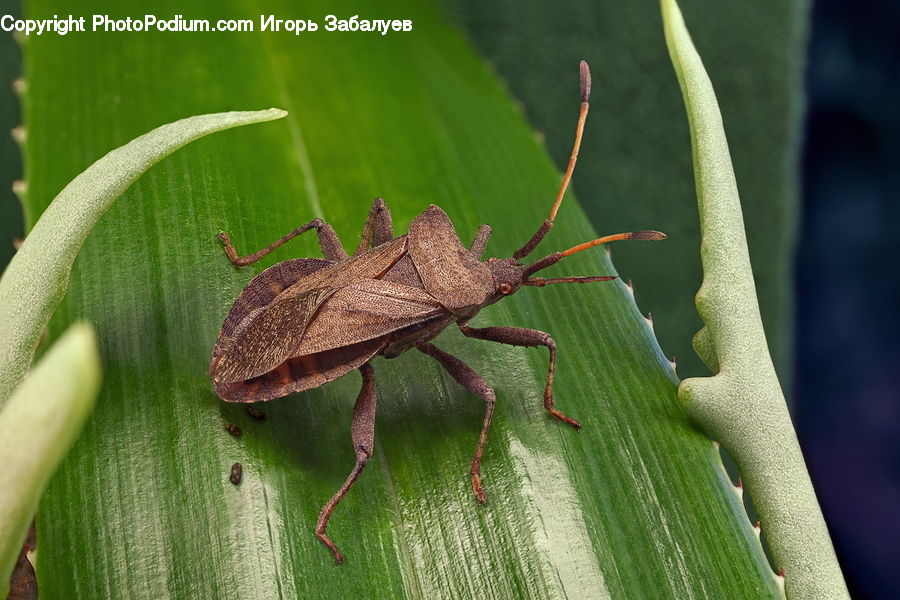 Cricket Insect, Grasshopper, Insect, Invertebrate, Plant, Blossom, Flora