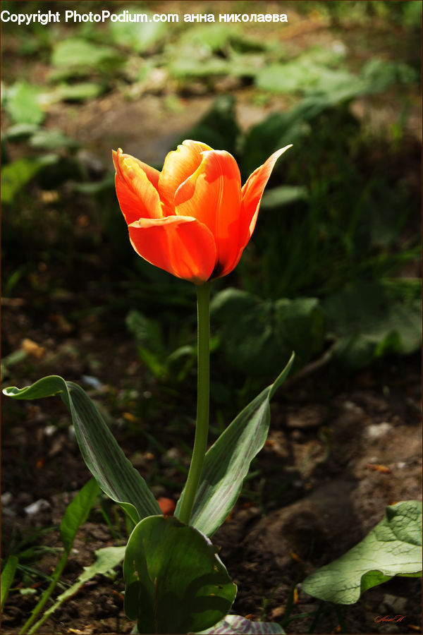 Blossom, Flora, Flower, Plant, Tulip, Produce, Vegetable