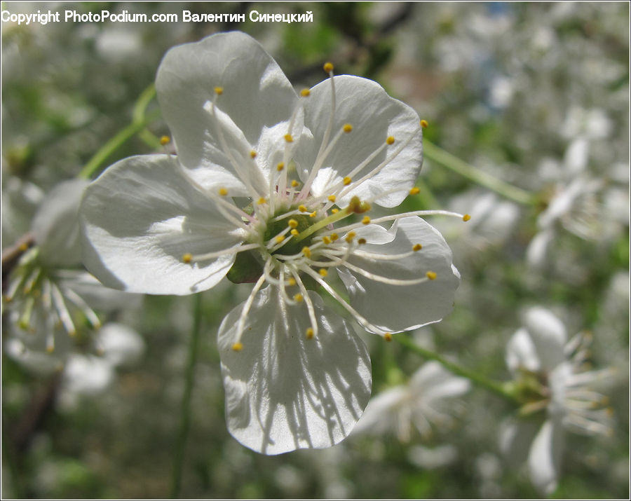 Blossom, Flora, Flower, Plant, Geranium, Cherry Blossom, Arenaria