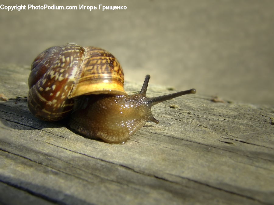 Invertebrate, Snail