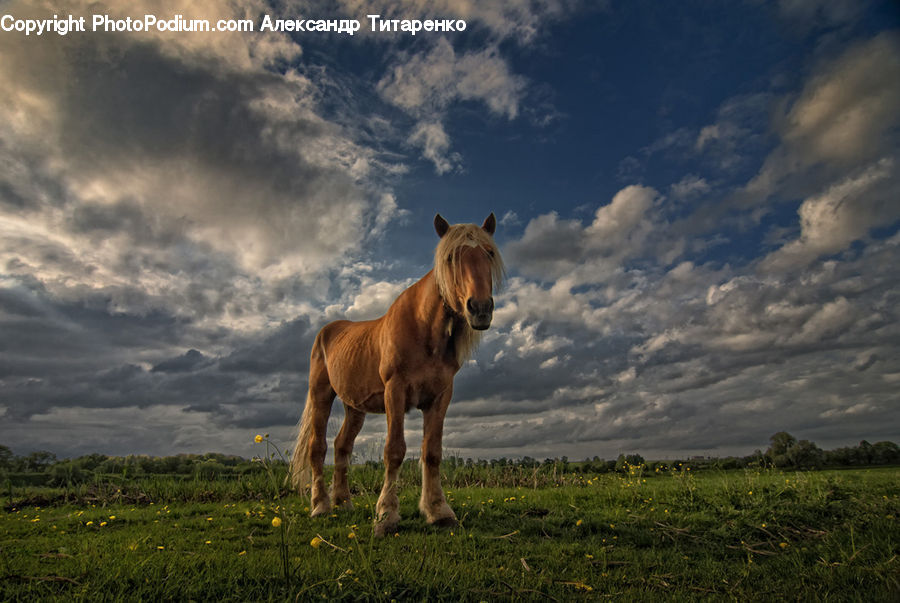 Animal, Colt Horse, Foal, Horse, Mammal, Pet, Field