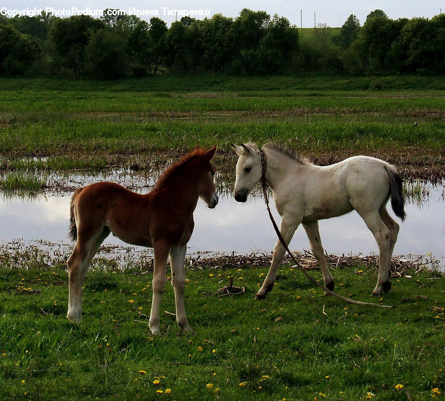 Animal, Colt Horse, Foal, Horse, Mammal