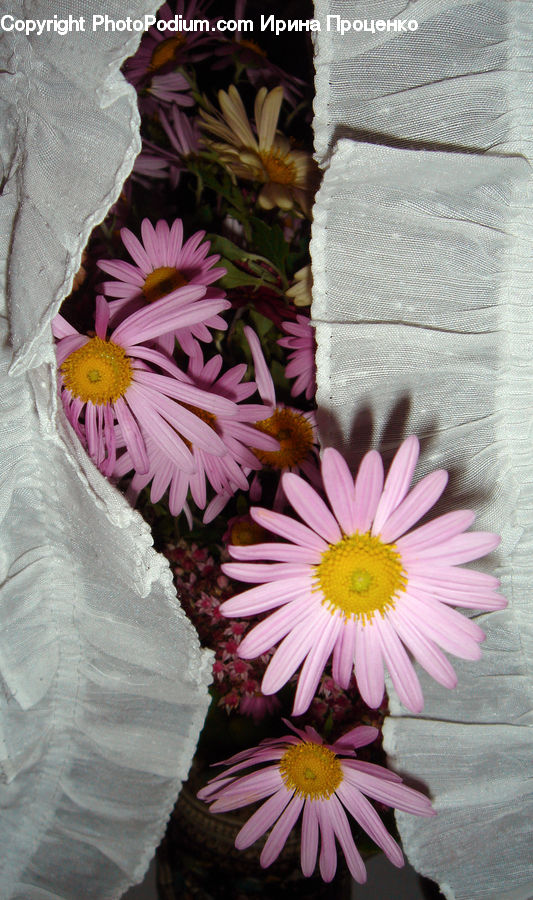Plant, Potted Plant, Daisies, Daisy, Flower, Home Decor, Quilt