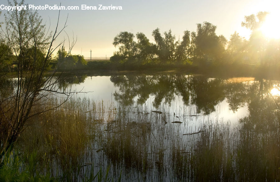 Outdoors, Pond, Water, Field, Grass, Grassland, Plant