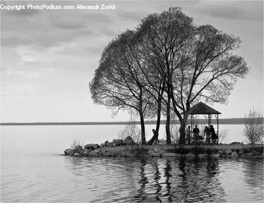 Land, Marsh, Outdoors, Swamp, Water, Plant, Tree