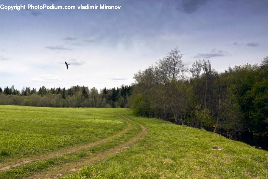 Dirt Road, Gravel, Road, Field, Grass, Grassland, Land