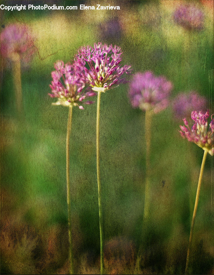 Allium, Blossom, Flora, Flower, Plant, Field, Grass