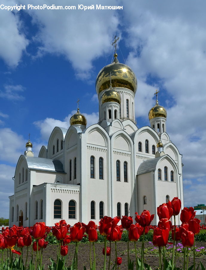 Blossom, Flora, Flower, Plant, Tulip, Architecture, Church