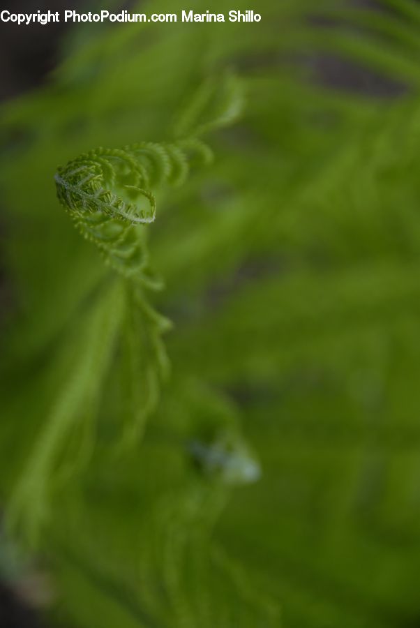 Dill, Plant, Fern, Flower, Lupin, Conifer, Fir