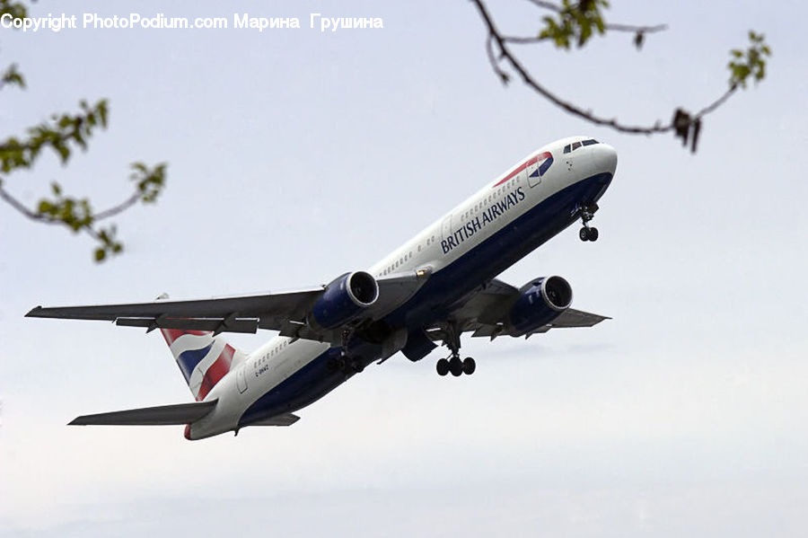 Plant, Potted Plant, Aircraft, Airplane, Jet