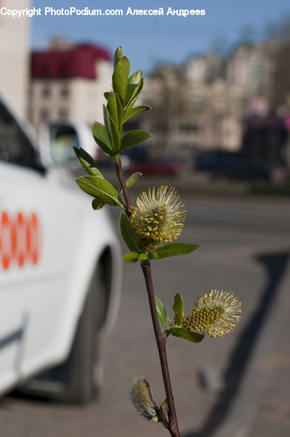 Bud, Plant, Flower Arrangement, Ikebana, Potted Plant, Vase, Asteraceae