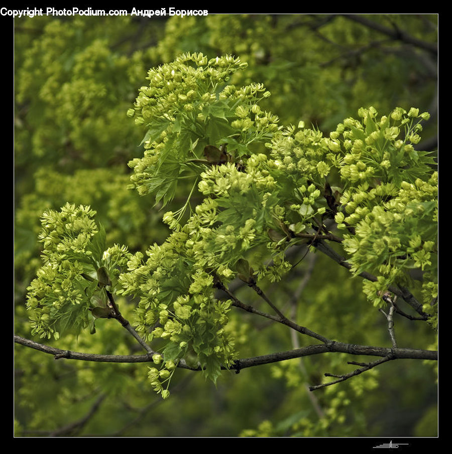 Conifer, Fir, Plant, Tree, Blossom, Flora, Flower