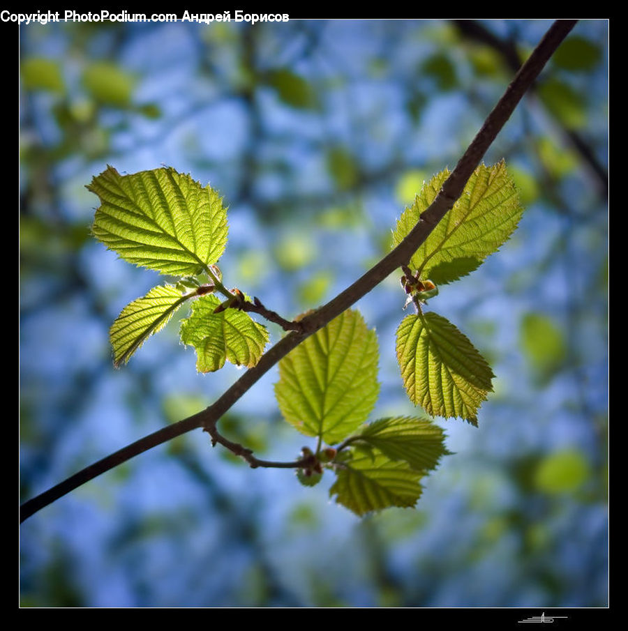 Veins, Acanthaceae, Annonaceae, Fruit, Plant, Leaf, Vine