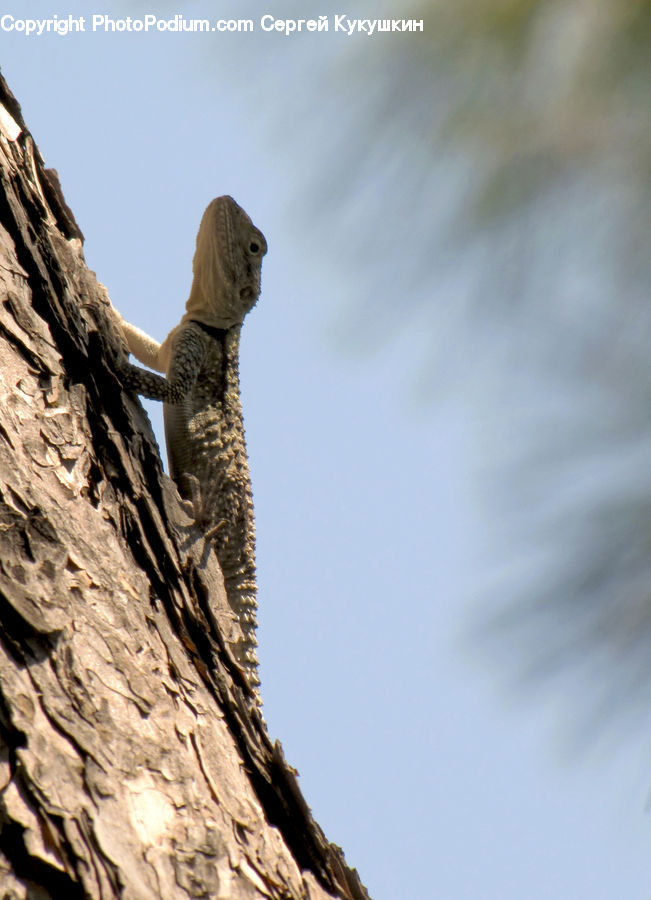 Bird, Flicker Bird, Woodpecker, Lizard, Reptile, Animal, Mammal