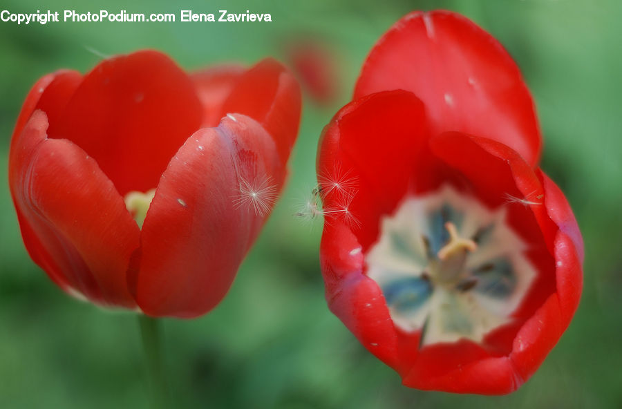 Blossom, Flora, Flower, Plant, Tulip, Bell Pepper, Pepper