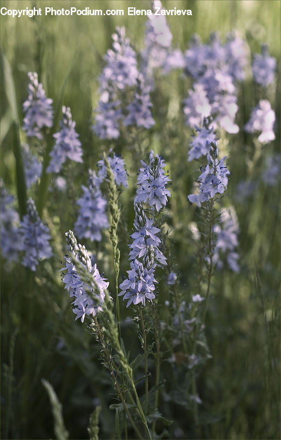 Blossom, Flora, Flower, Plant, Field, Grass, Grassland