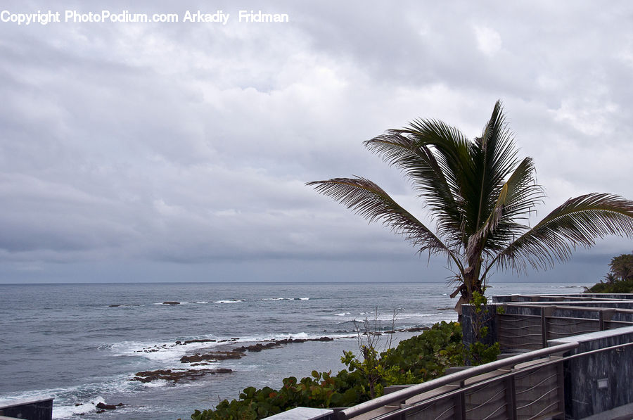 Palm Tree, Plant, Tree, Beach, Coast, Outdoors, Sea