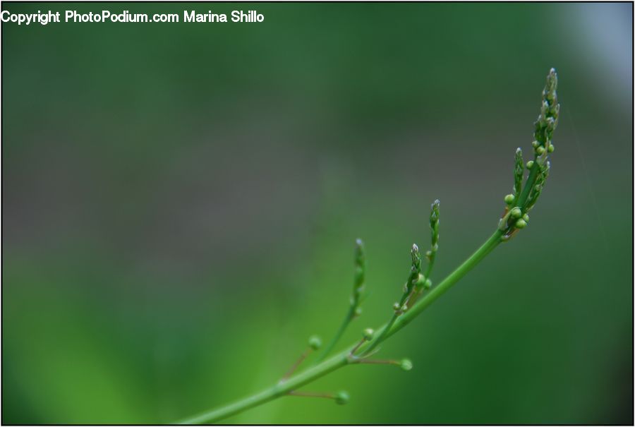 Field, Grass, Grassland, Plant, Conifer, Fir, Tree