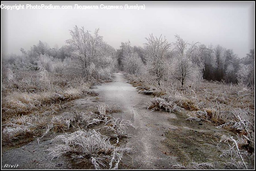 Frost, Ice, Outdoors, Snow, Conifer, Fir, Plant