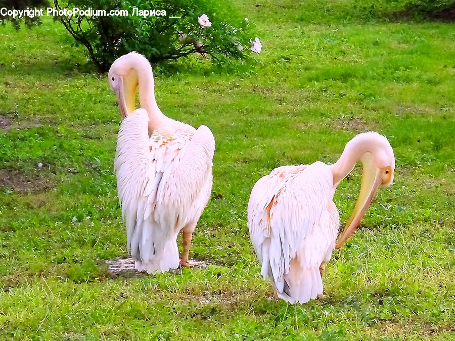 Bird, Pelican, Beak, Waterfowl, Flamingo, Flock, Stork