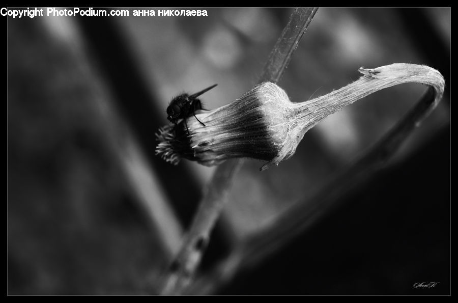 Insect, Invertebrate, Mosquito, Asilidae, Blossom, Flora, Flower