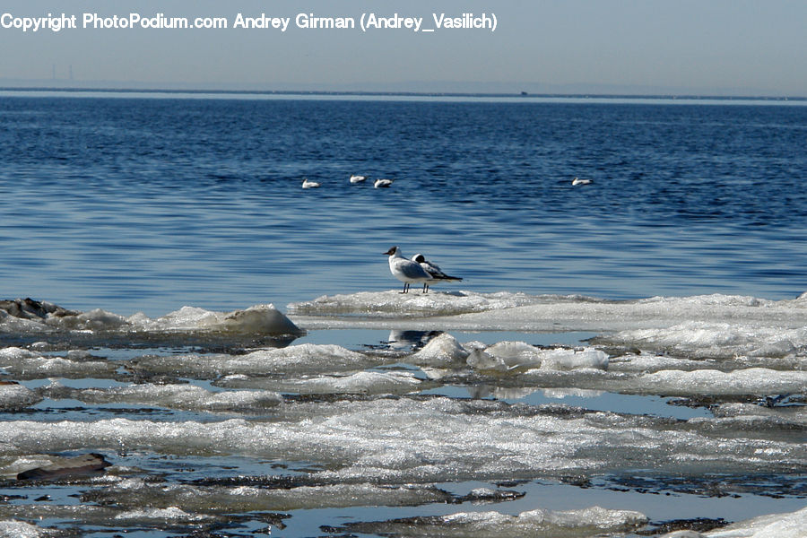 Bird, Booby, Ocean, Outdoors, Sea, Water