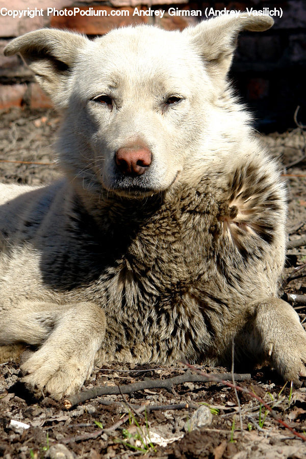 Animal, Canine, Dog, Husky, Mammal, Pet, Wolf