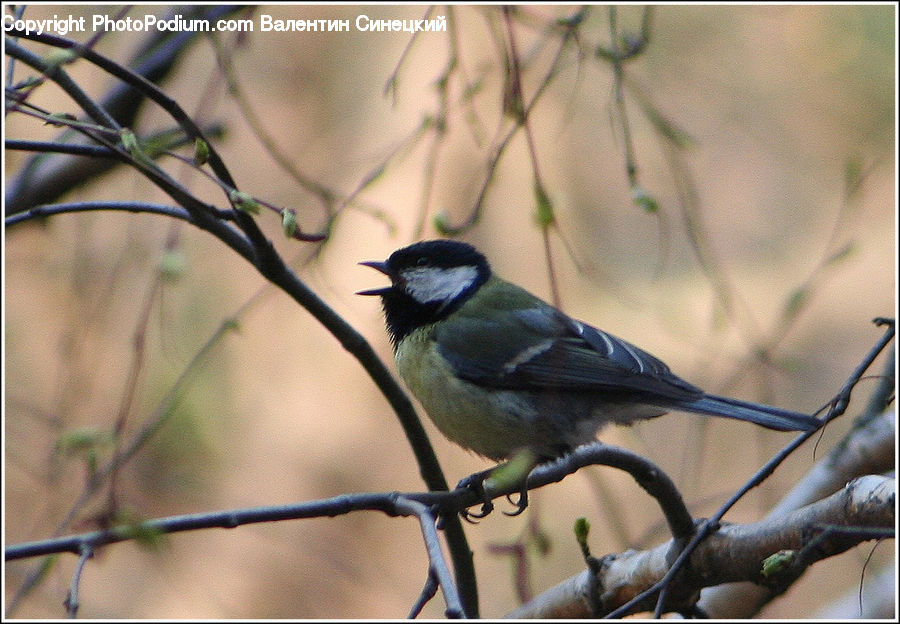 Bird, Blue Jay, Bluebird, Jay, Swallow