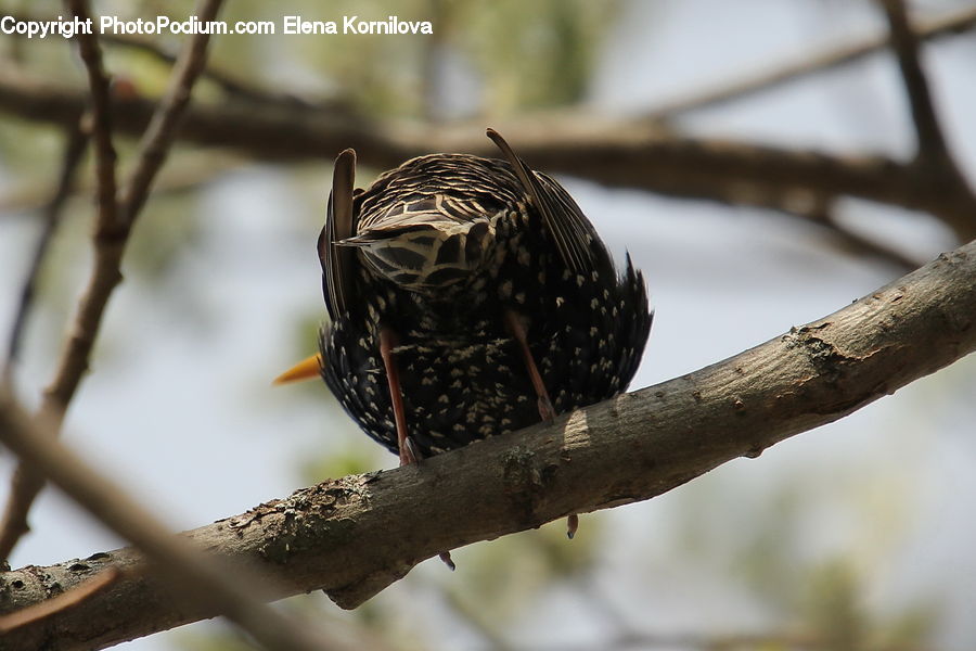 Bird, Blackbird, Flicker Bird, Woodpecker, Conifer, Fir, Plant
