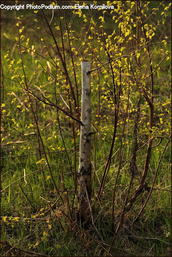 Birch, Tree, Wood, Forest, Vegetation, Jungle, Field
