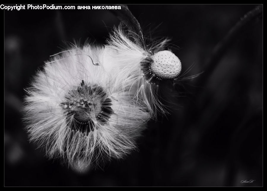 Dandelion, Flower, Plant, Blossom, Flora, Pollen, Asteraceae