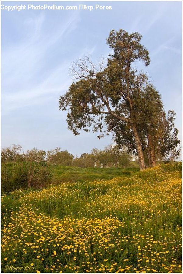 Field, Grass, Grassland, Meadow, Outdoors, Pasture, Land