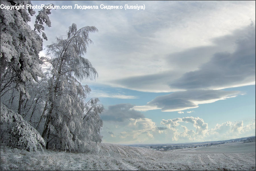 Frost, Ice, Outdoors, Snow, Conifer, Fir, Plant