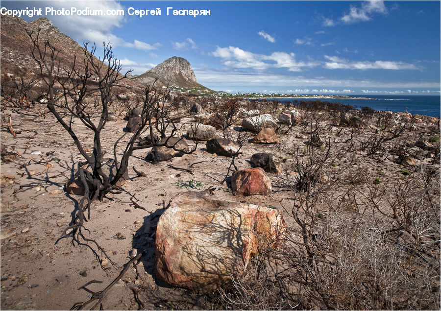 Ground, Soil, Rock, Desert, Outdoors, Bird, Partridge