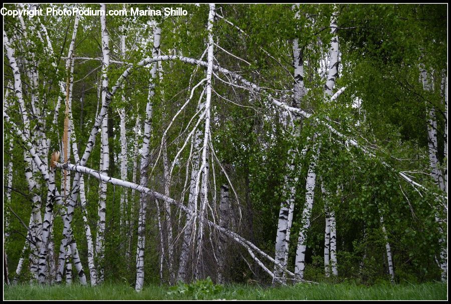 Birch, Tree, Wood, Field, Grass, Grassland, Plant