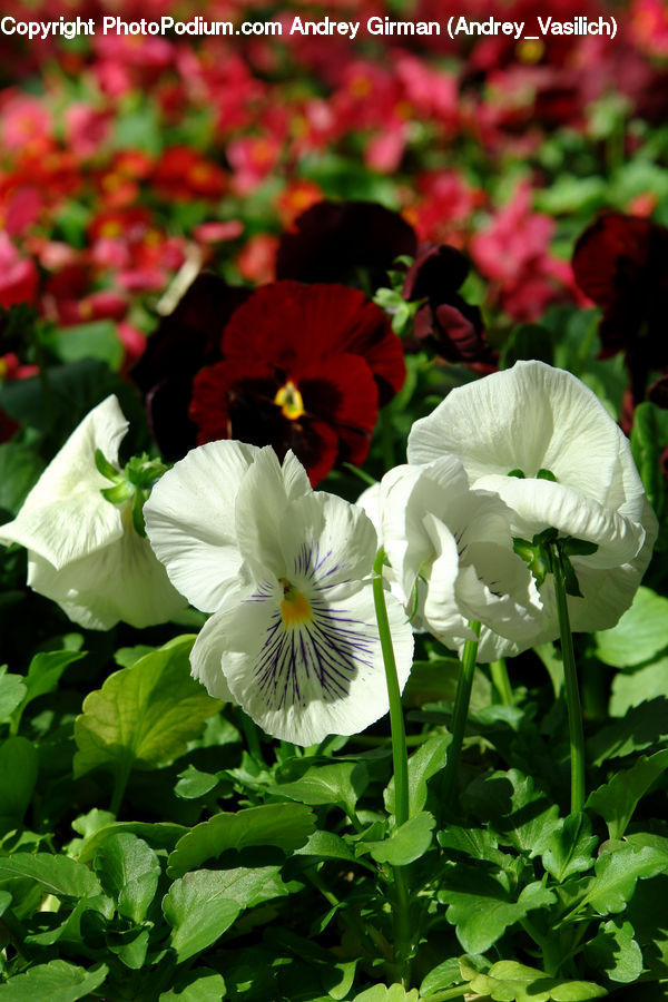 Blossom, Flora, Flower, Geranium, Plant, Gladiolus, Cosmos