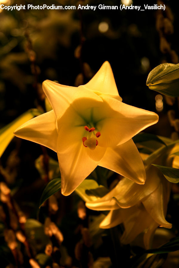 People, Person, Human, Flora, Flower, Gladiolus, Plant