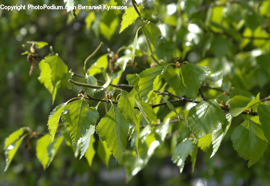 Fruit, Grapes, Bush, Plant, Vegetation, Cherry, Birch